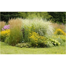 trawa Kłosówka wełnista Tr17